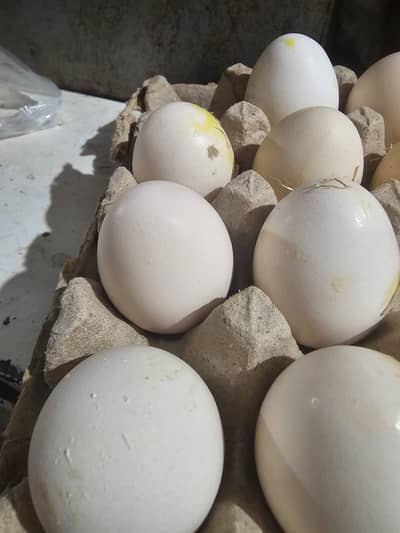 Austrolope fertile eggs