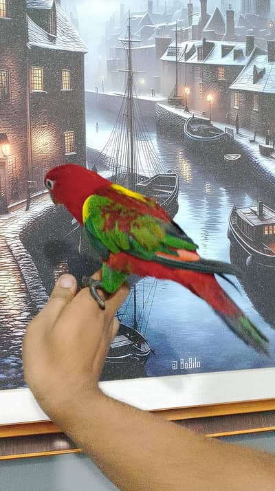 beautiful chattering lorry lories Lori lorikeet