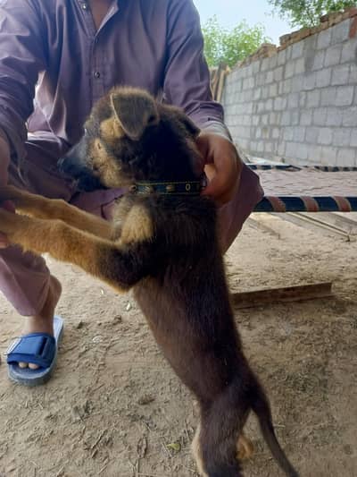 German Shepherd Poppy