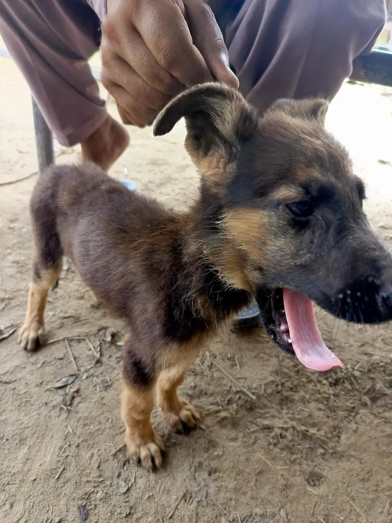 German Shepherd Poppy — photo 2