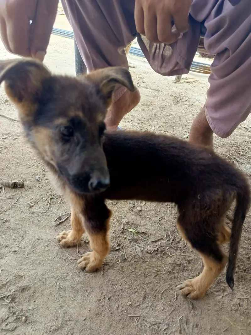 German Shepherd Poppy — photo 3