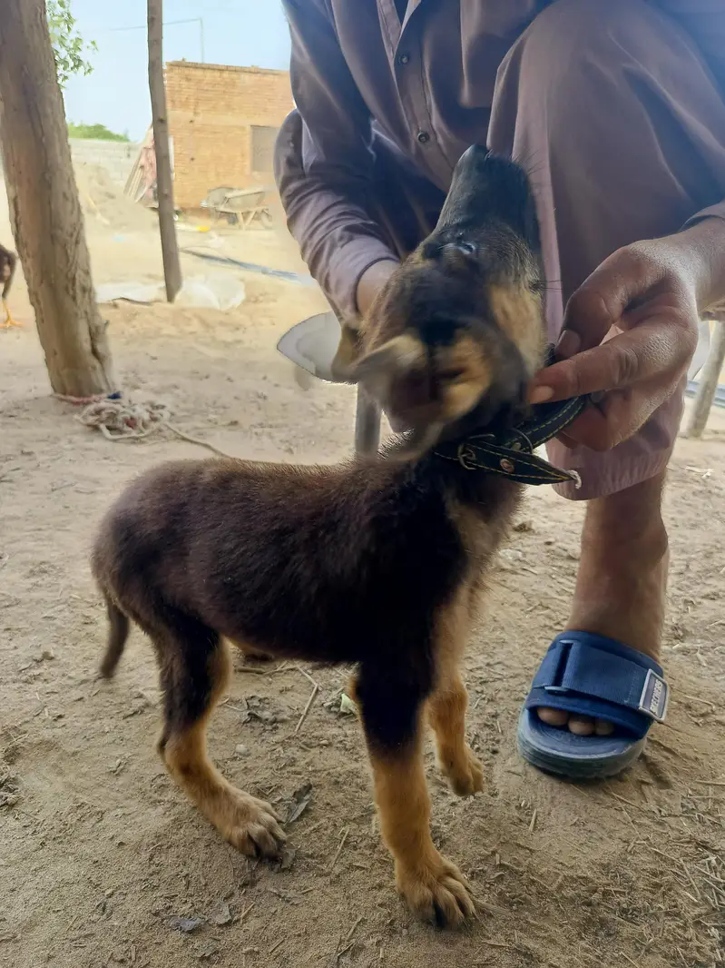 German Shepherd Poppy — photo 4