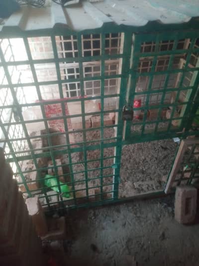 hen cage murgio ka pinjra 80 kilo wazan