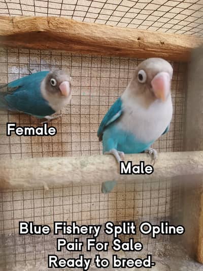 Love Birds pair and Breeding Box sale