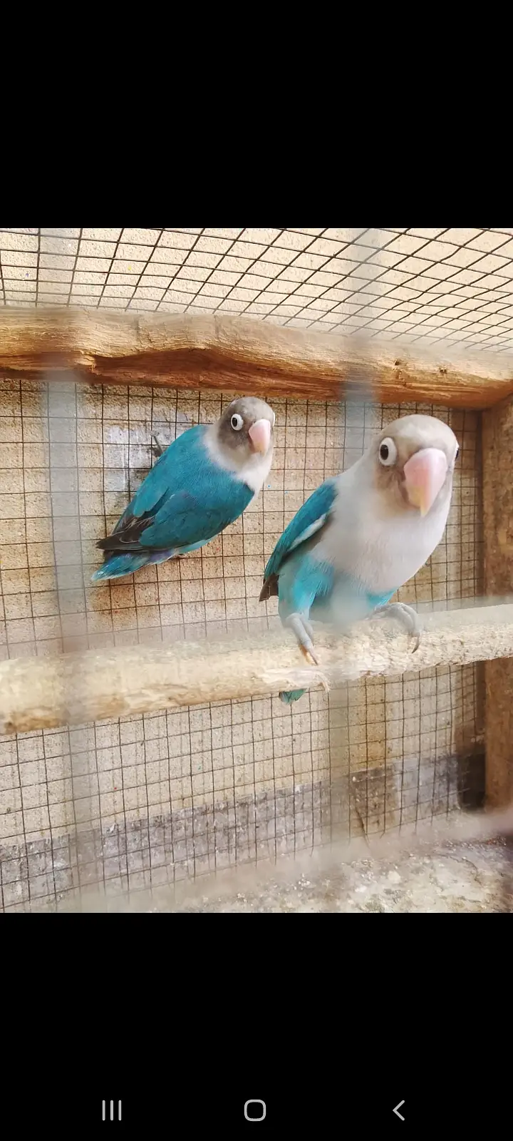 Love Birds pair and Breeding Box sale — photo 2