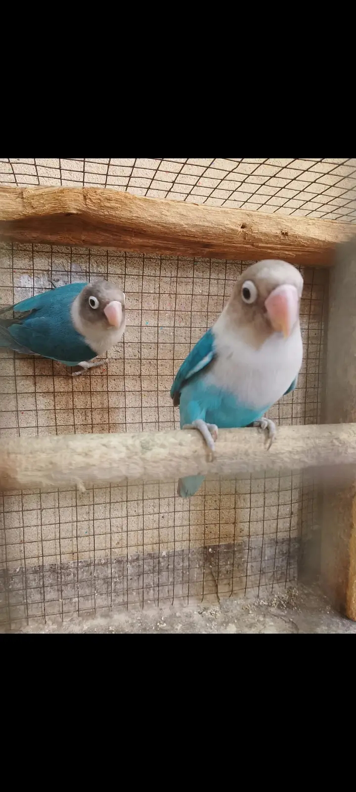 Love Birds pair and Breeding Box sale — photo 3