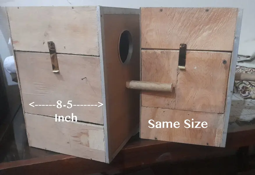 Love Birds pair and Breeding Box sale — photo 5