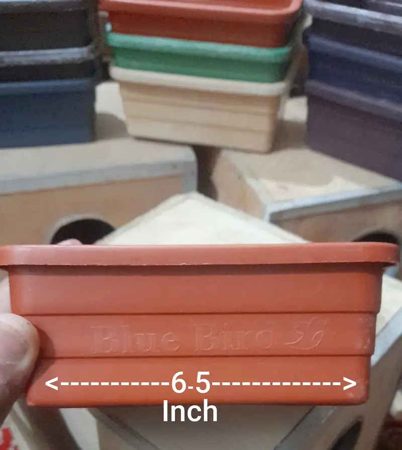 Love Birds pair and Breeding Box sale — photo 9