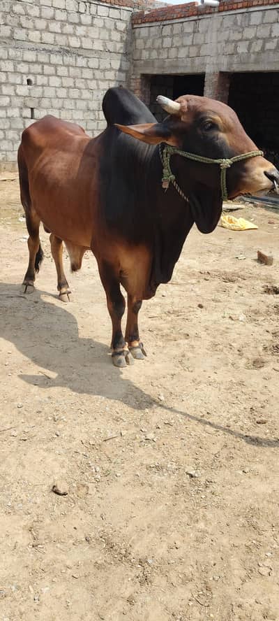 bull for sale sahiwal. 03416286740