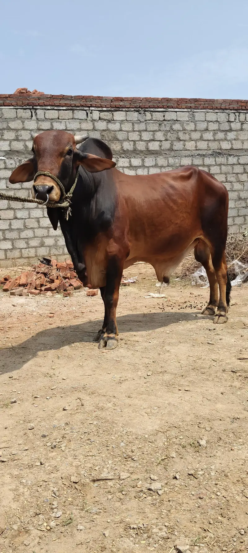 bull for sale sahiwal. 03416286740 — photo 2