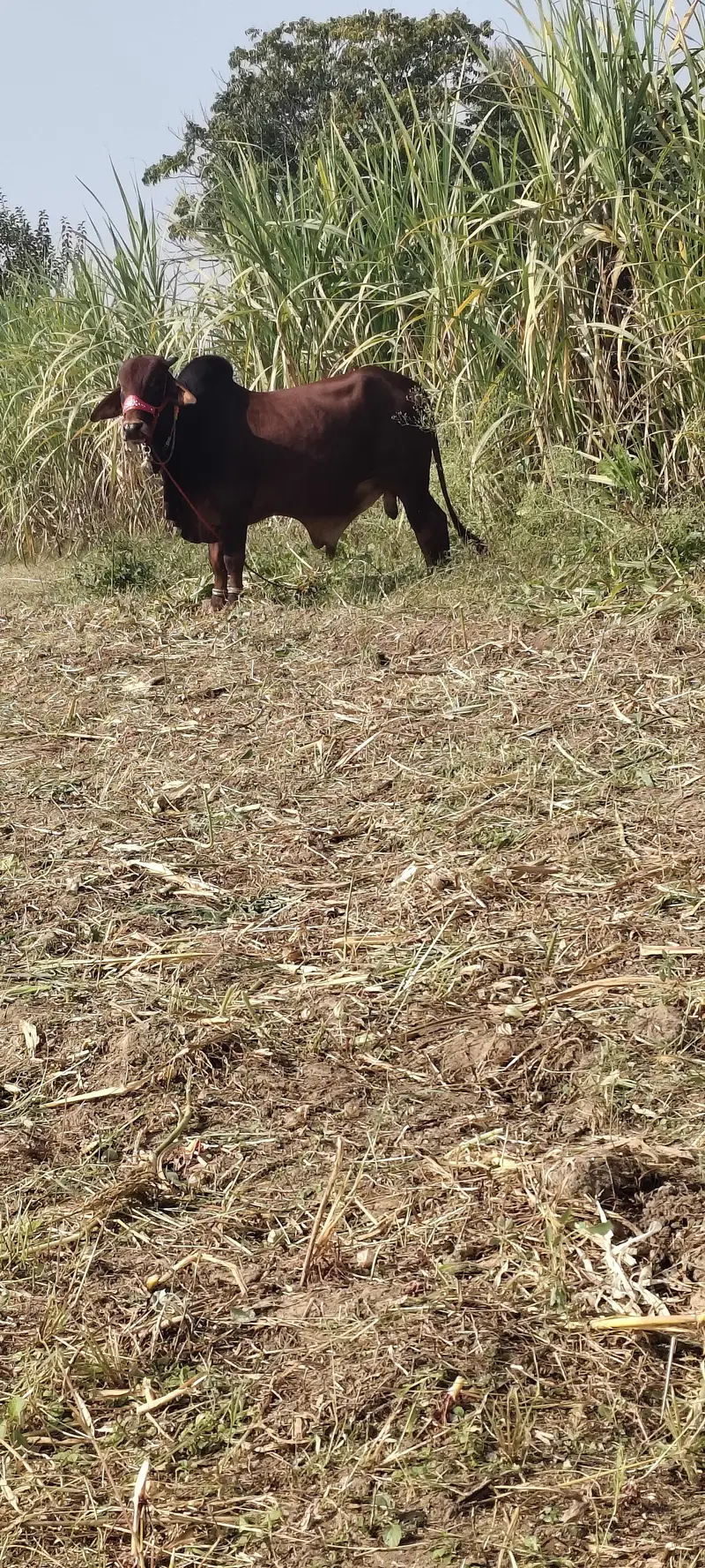 bull for sale sahiwal. 03416286740 — photo 3