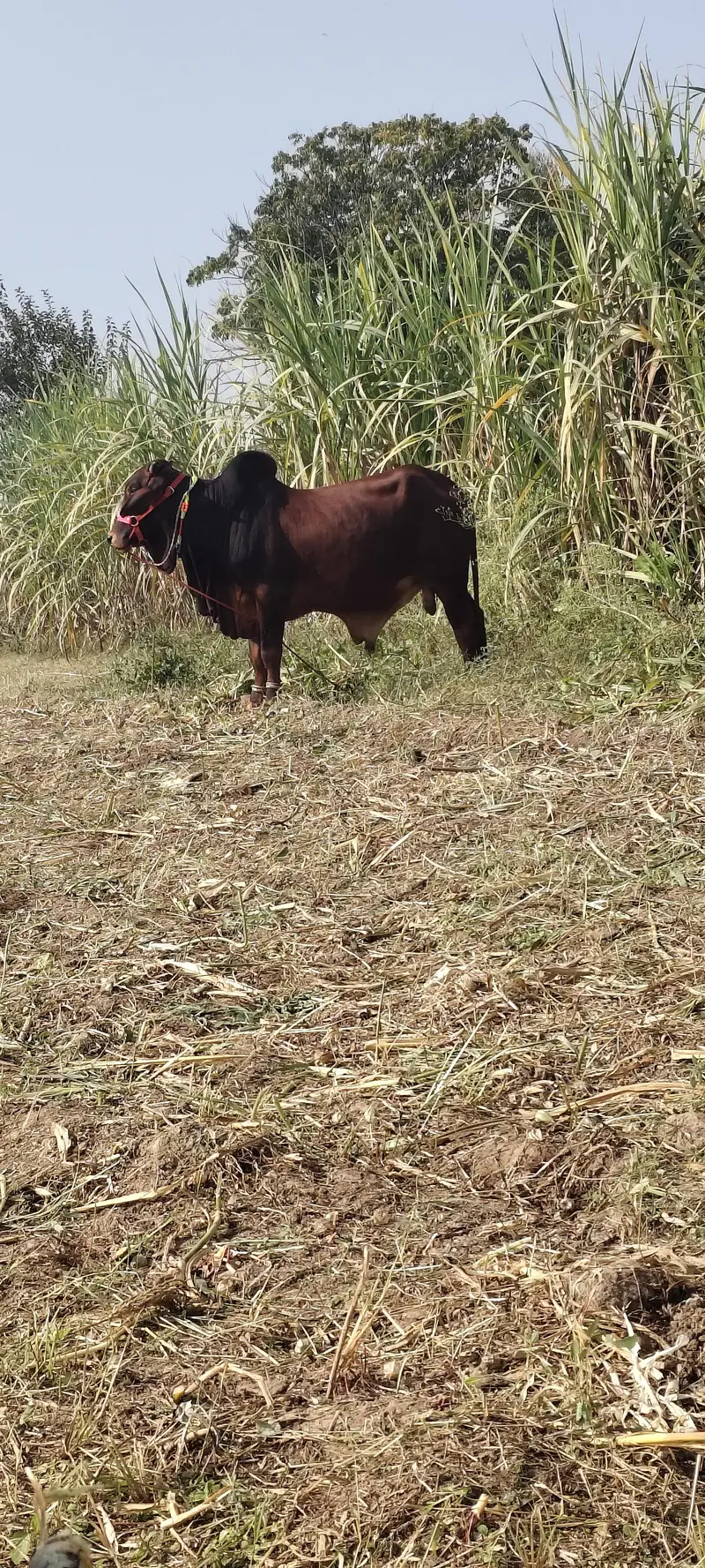 bull for sale sahiwal. 03416286740 — photo 4