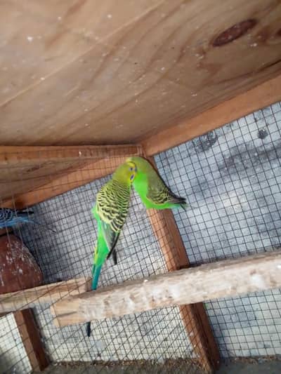 Budgies breeder pair