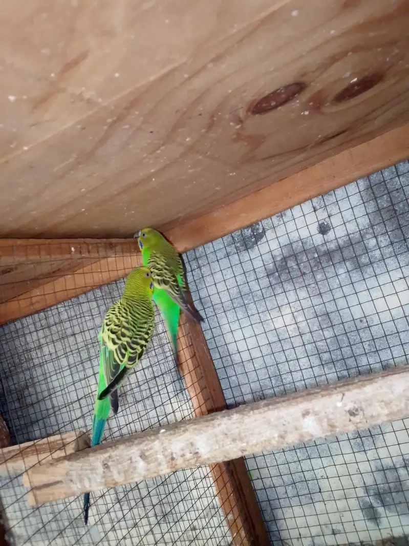 Budgies breeder pair — photo 2