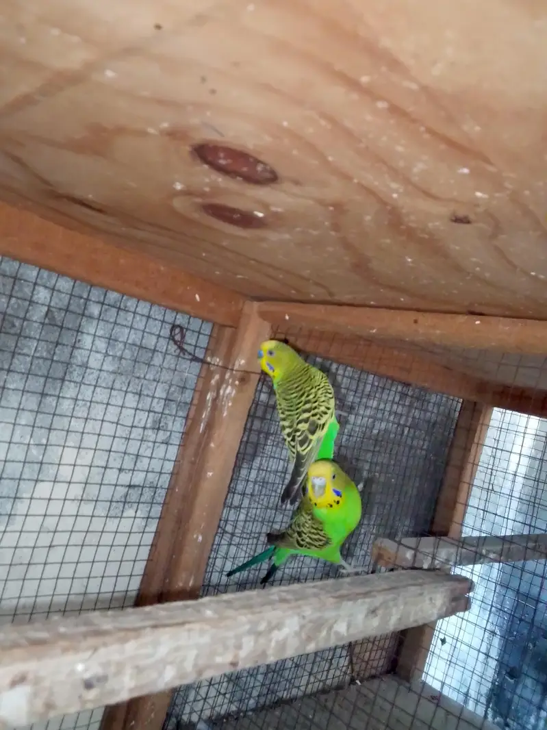 Budgies breeder pair — photo 3