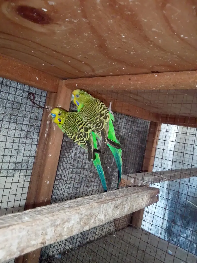 Budgies breeder pair — photo 4