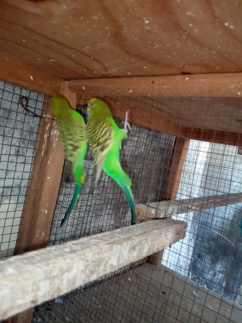 Budgies breeder pair — photo 5