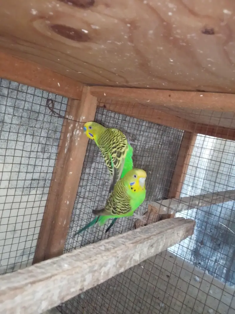 Budgies breeder pair — photo 6