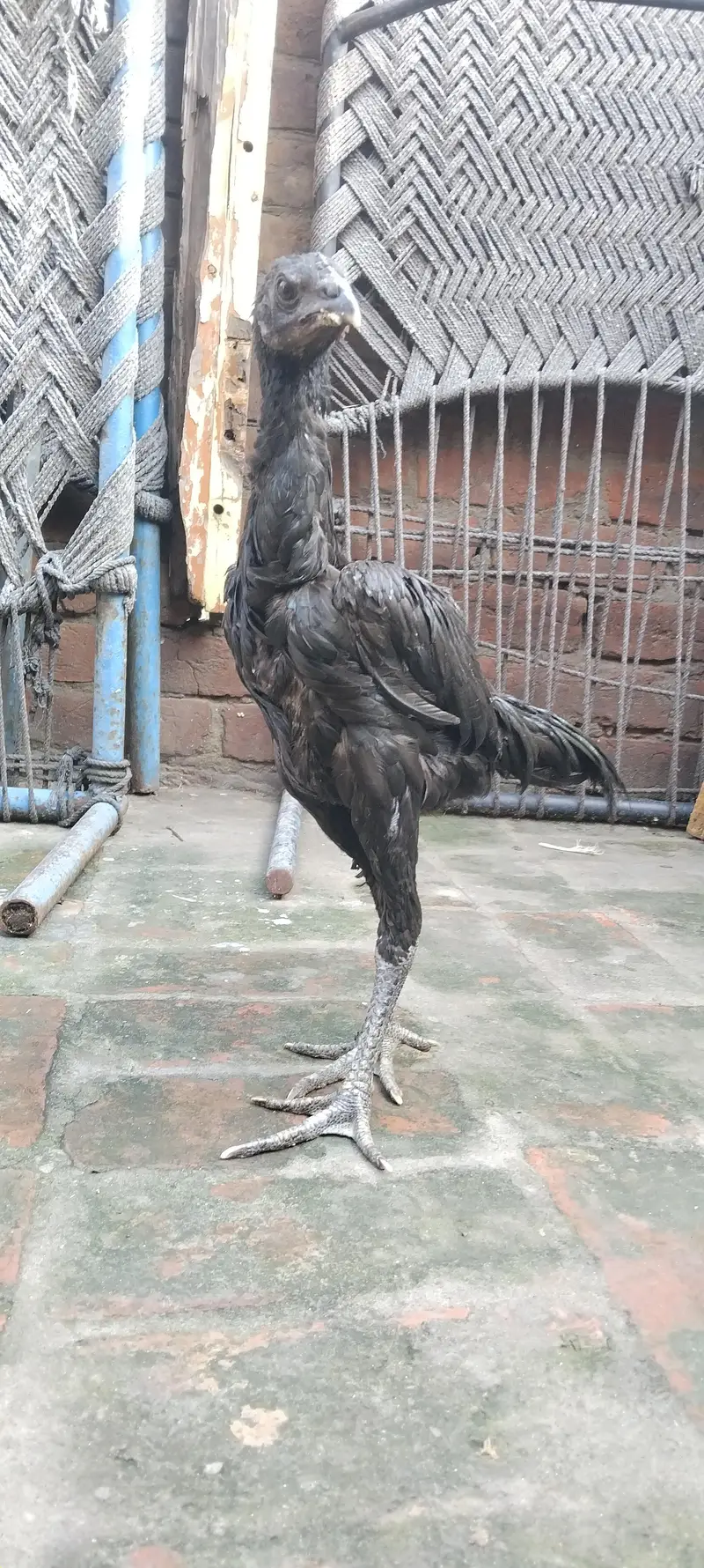 aseel black Dragon — photo 2