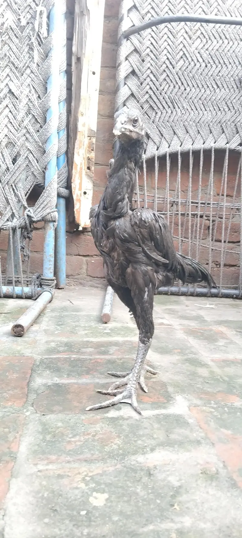 aseel black Dragon — photo 3