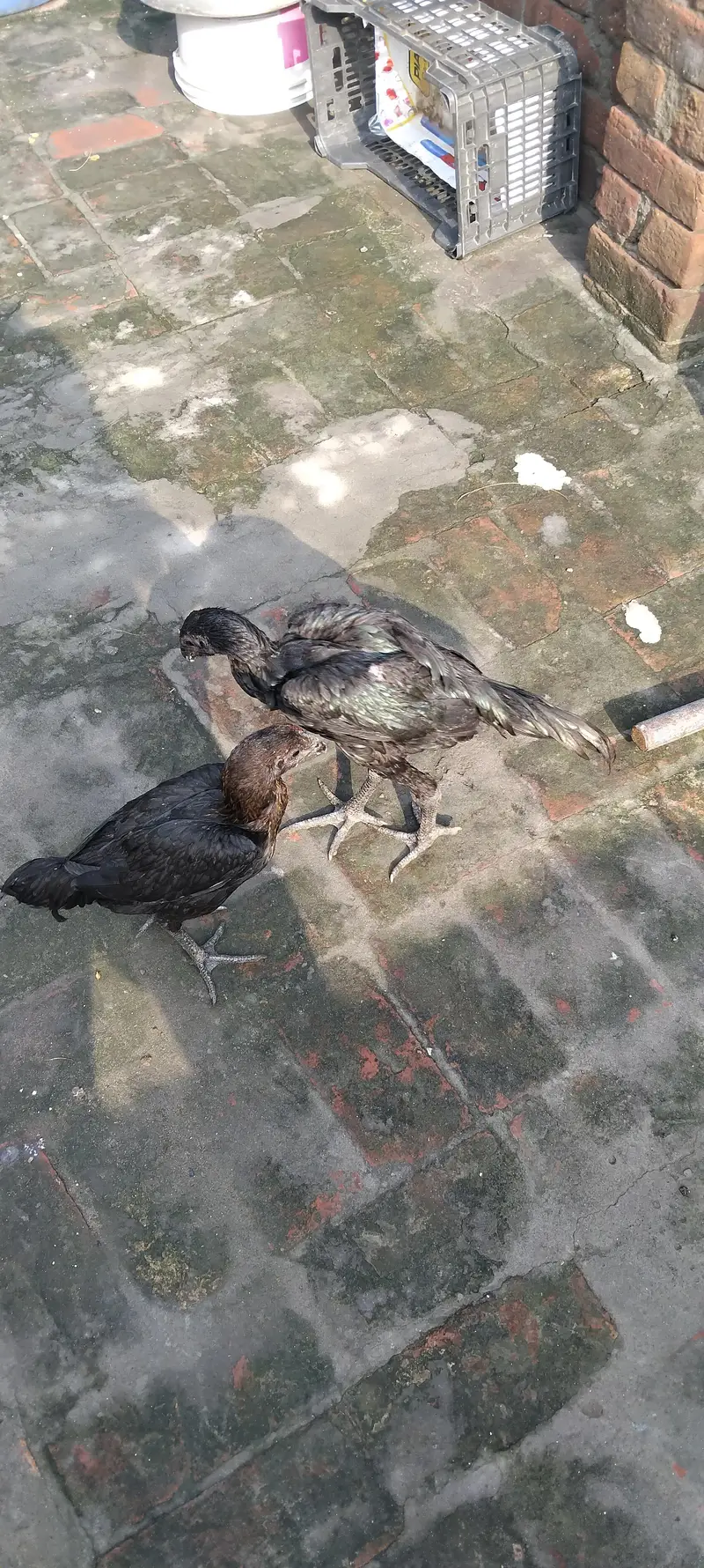 aseel black Dragon — photo 4