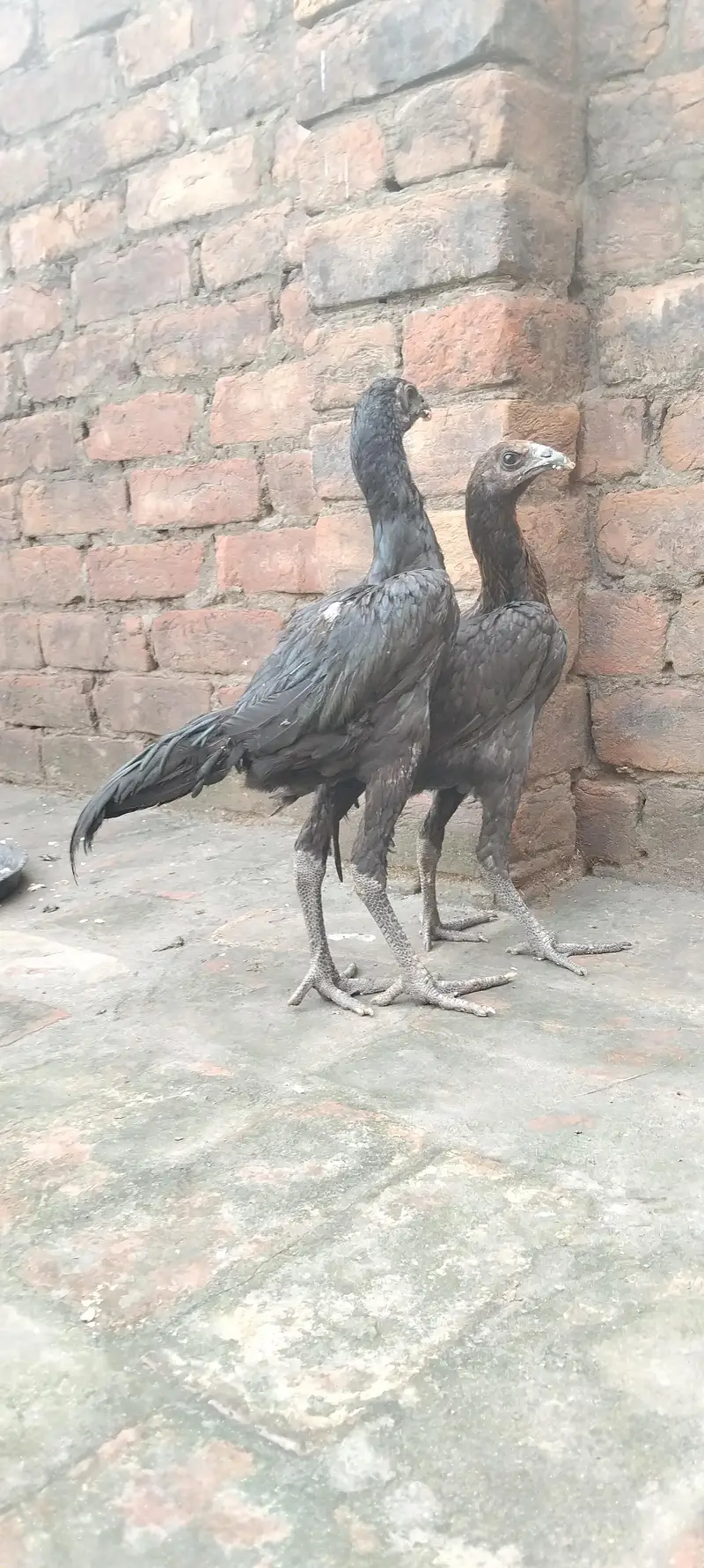 aseel black Dragon — photo 5