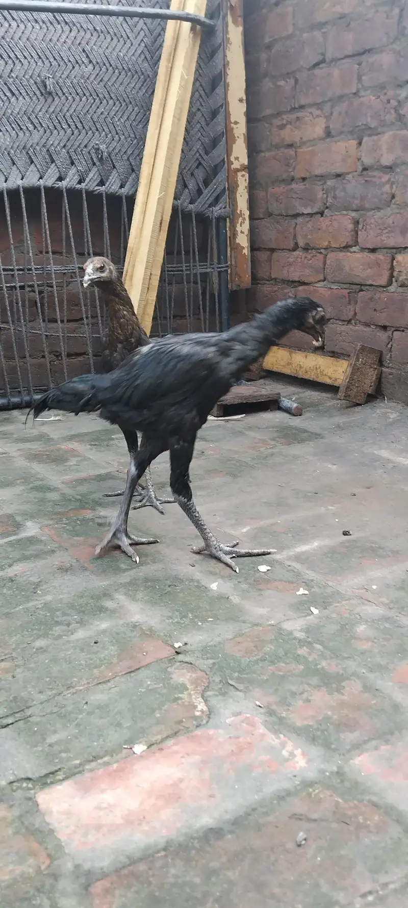 aseel black Dragon — photo 6