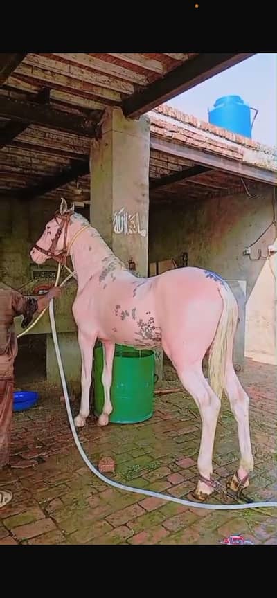 Male horse | Pure desi horse | Famous breeder | desi ghora for sale