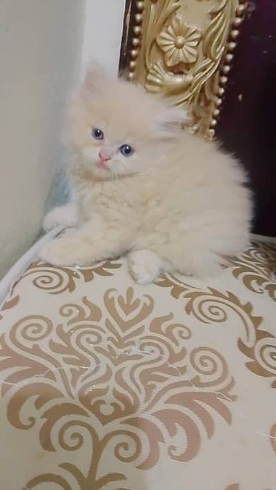 Persian Cute Kitten cat