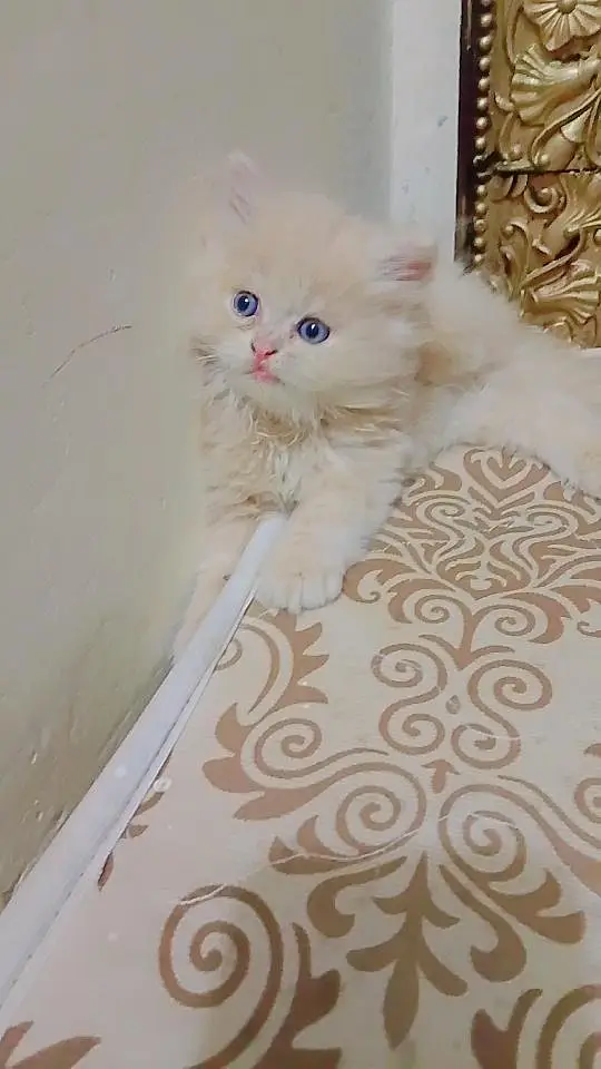 Persian Cute Kitten cat — photo 2