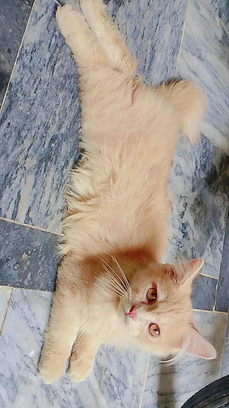 Persian Cute Kitten cat — photo 3