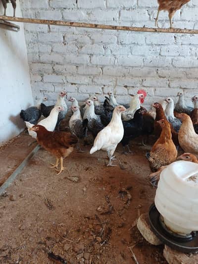 Hens  for sale