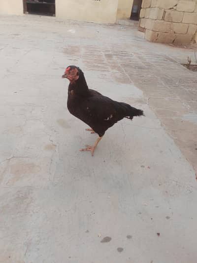 Aseel murgi for sale