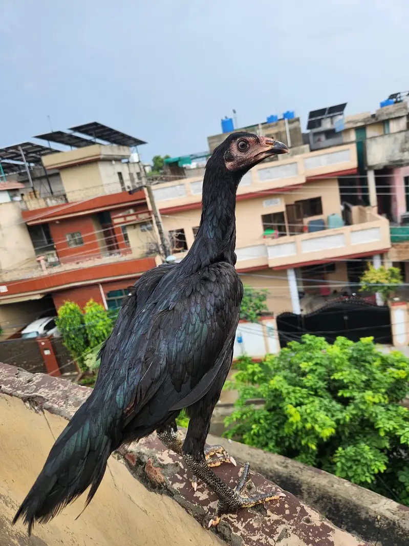 panas pakoy — photo 2