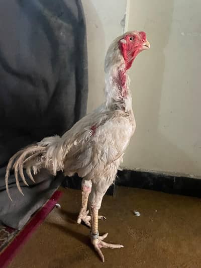 Qandhari Parrot Beak Breeder Murga And 3 Female