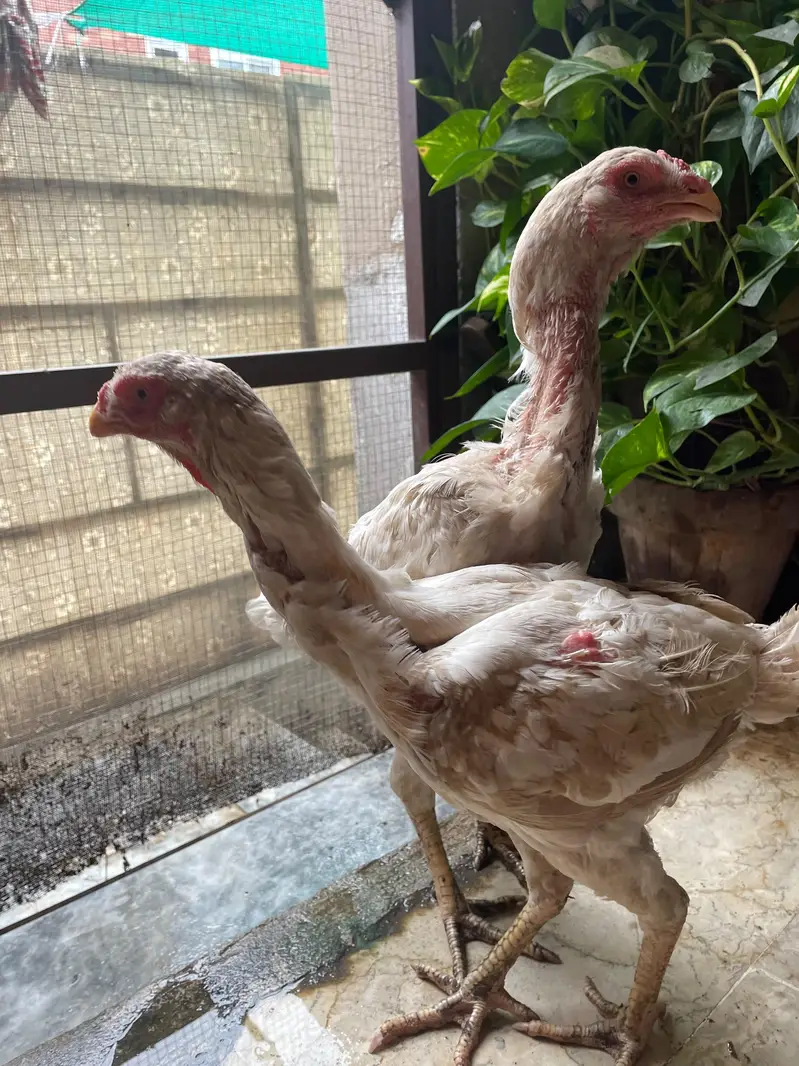Qandhari Parrot Beak Breeder Murga And 3 Female — photo 2