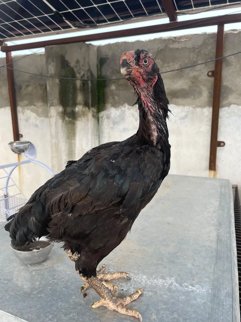 Qandhari Parrot Beak Breeder Murga And 3 Female — photo 4