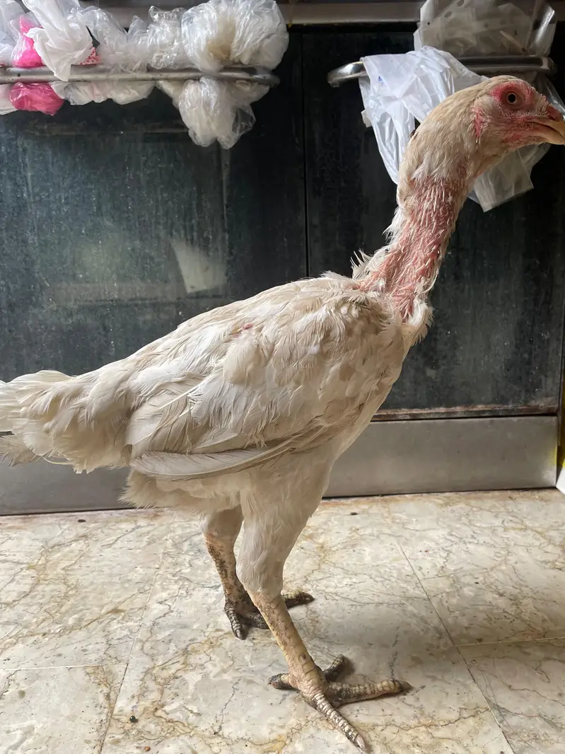 Qandhari Parrot Beak Breeder Murga And 3 Female — photo 5