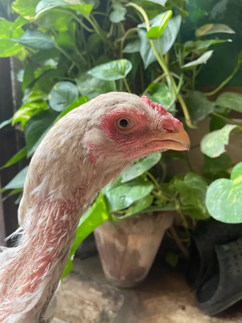 Qandhari Parrot Beak Breeder Murga And 3 Female — photo 6
