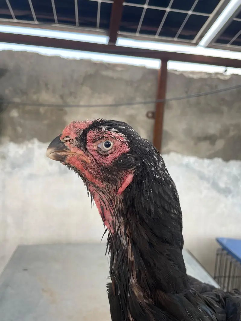 Qandhari Parrot Beak Breeder Murga And 3 Female — photo 7