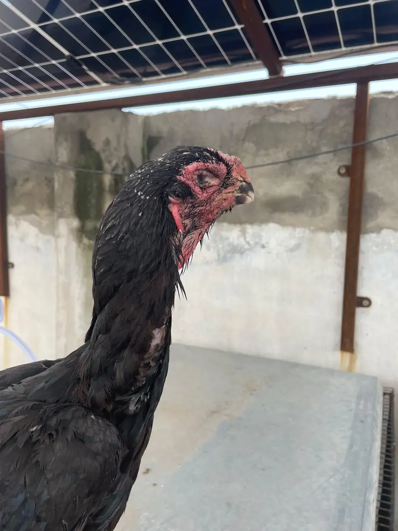 Qandhari Parrot Beak Breeder Murga And 3 Female — photo 8