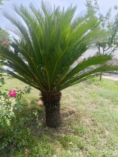 kangi paam tree