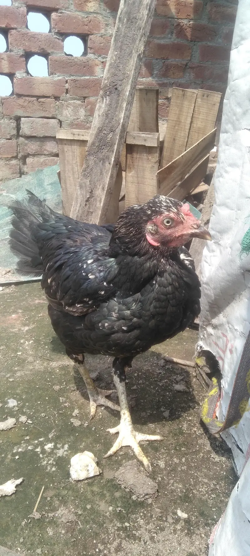 kurak pure Aseel Madi — photo 2