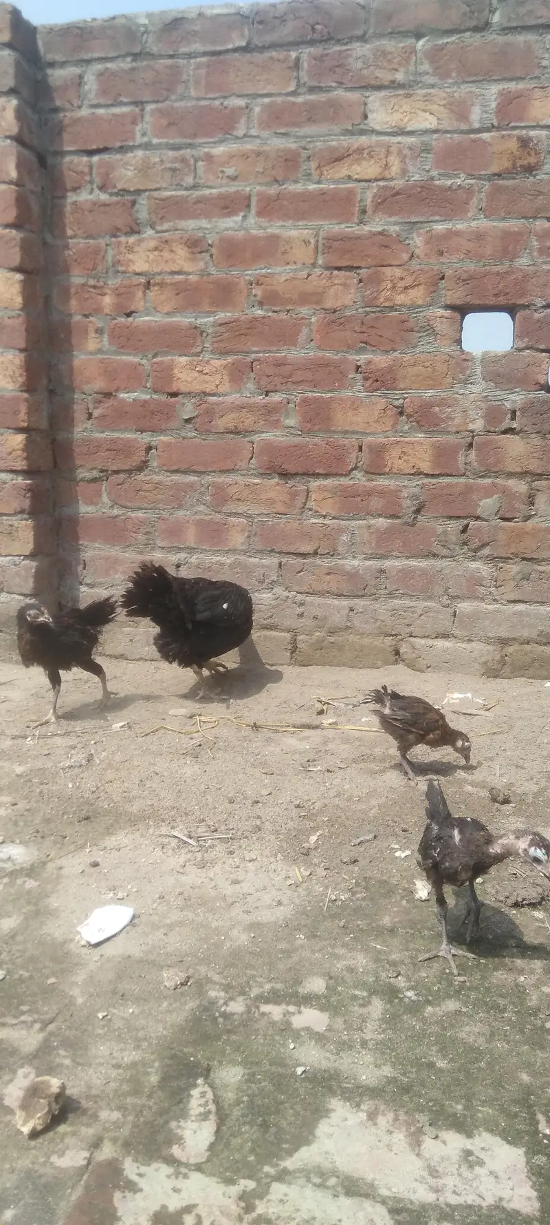 kurak pure Aseel Madi — photo 3
