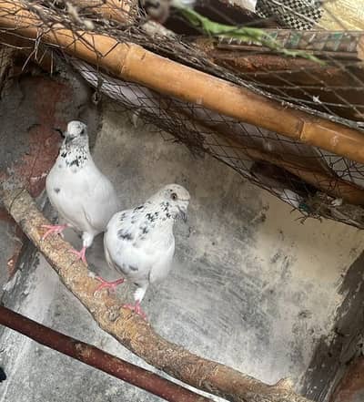 انڈوں پر آۓ ہوۓ ہیں 2 Breeder Pair