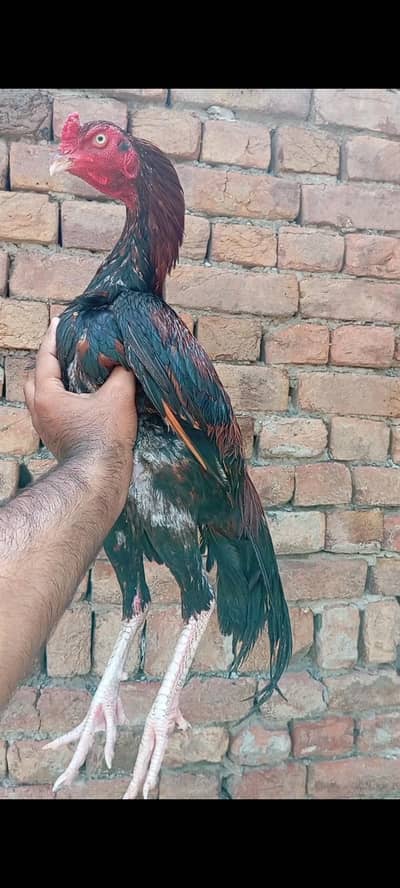 Pure Mianwali aseel quality patha