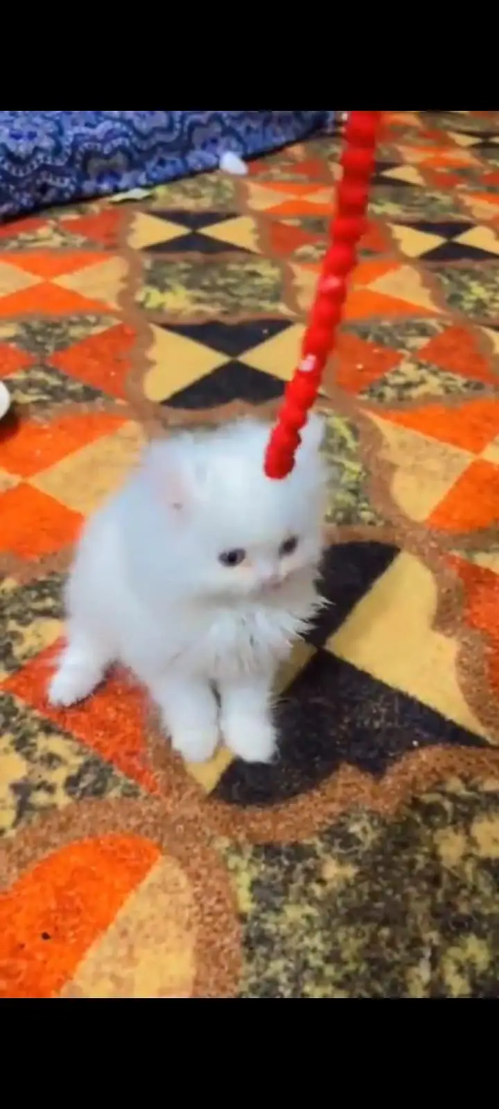 Persian kittens. Whatapp//0370460//2354 — photo 3