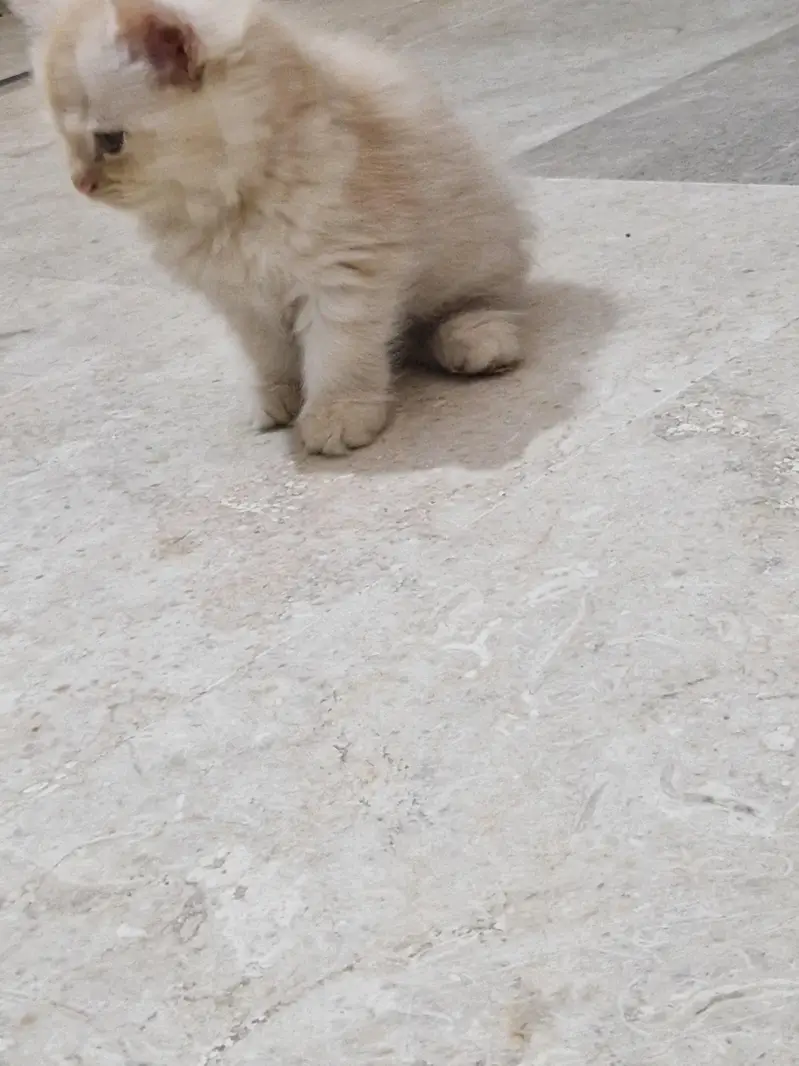 Persian kittens. Whatapp//0370460//2354 — photo 4