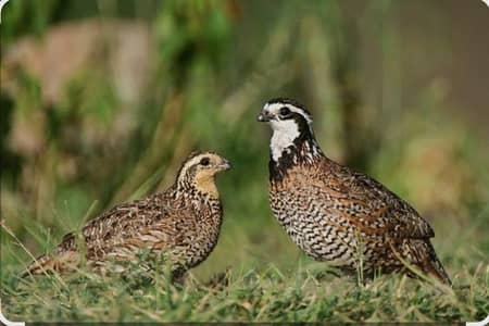Bobwhite quails