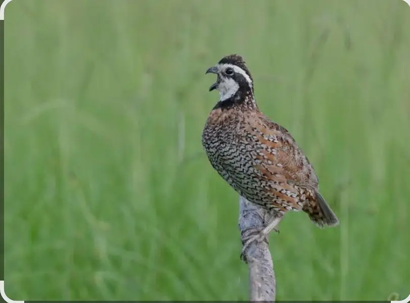 Bobwhite quails — photo 2